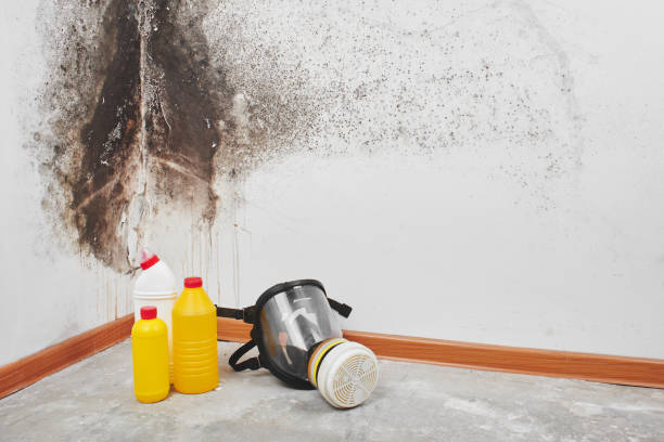 Best Same-Day Mold Removal  in South Barre, VT