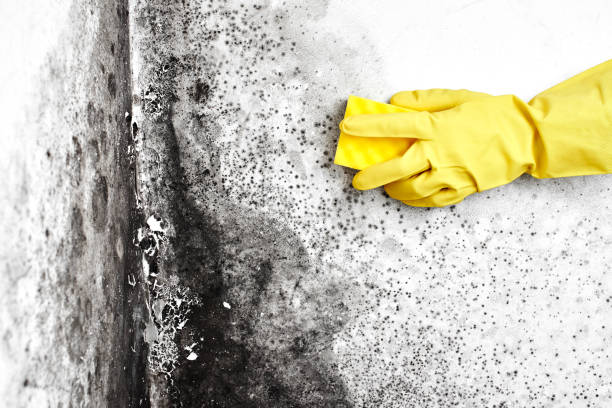 Best Mold Testing  in South Barre, VT