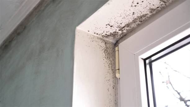 Best Mold Removal Near Me  in South Barre, VT