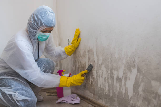 Best Water Damage Restoration  in South Barre, VT