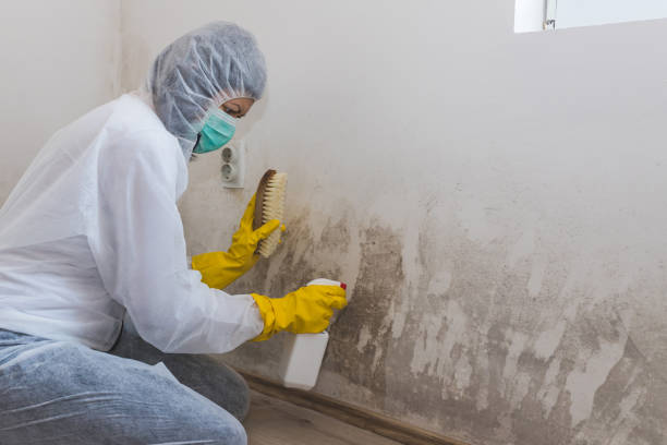 Best Mold Damage Repair  in South Barre, VT