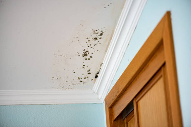 Best Fast Mold Removal  in South Barre, VT