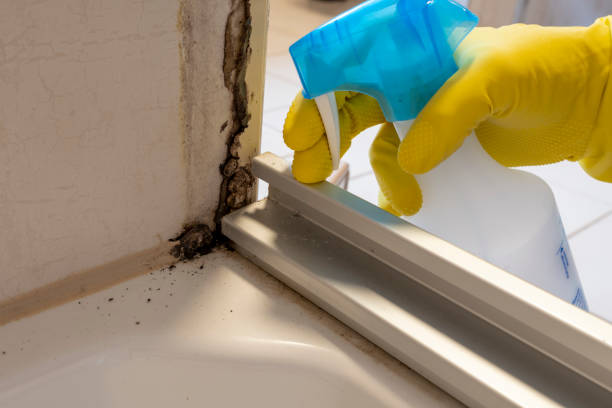 Best Certified Mold Removal  in South Barre, VT