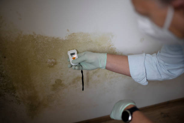 Best Mold Remediation  in South Barre, VT