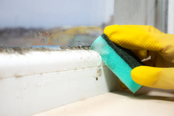Best Professional Mold Removal  in South Barre, VT