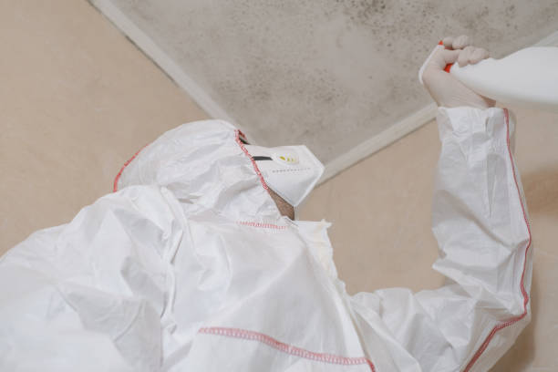 Best Local Mold Removal Service  in South Barre, VT