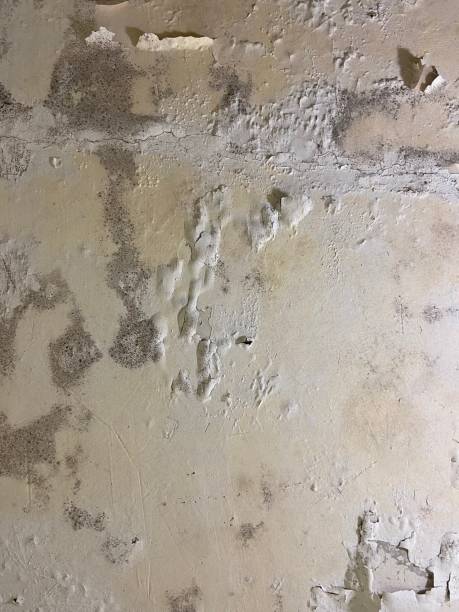 Best Toxic Mold Removal  in South Barre, VT