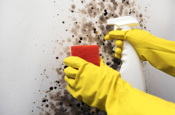 Best Affordable Mold Removal  in South Barre, VT