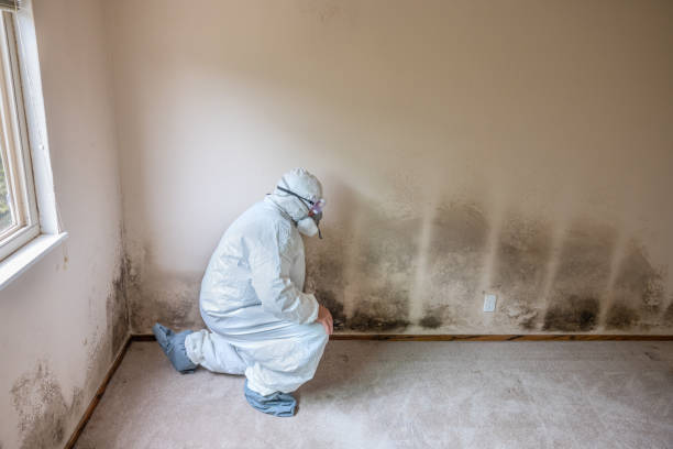 Best Commercial Mold Removal  in South Barre, VT