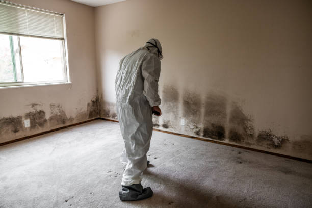 Best Attic Mold Removal  in South Barre, VT