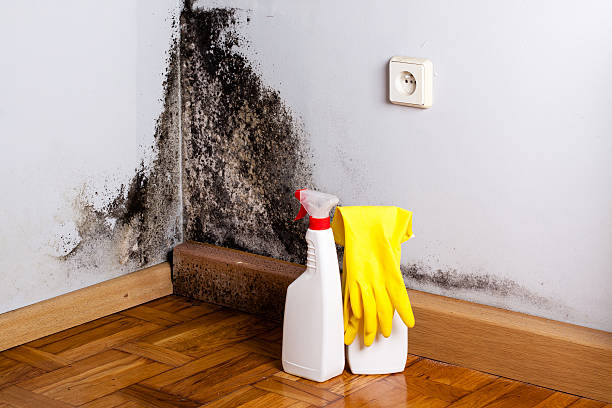 Professional Mold Removal in South Barre, VT