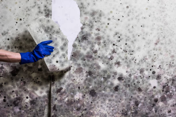 Attic Mold Removal in South Barre, VT