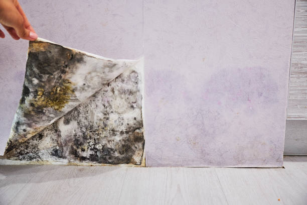 Best Home Mold Removal  in South Barre, VT